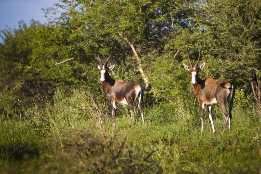Windhoek Self-Catering Game Camp Dobra Екстериор снимка
